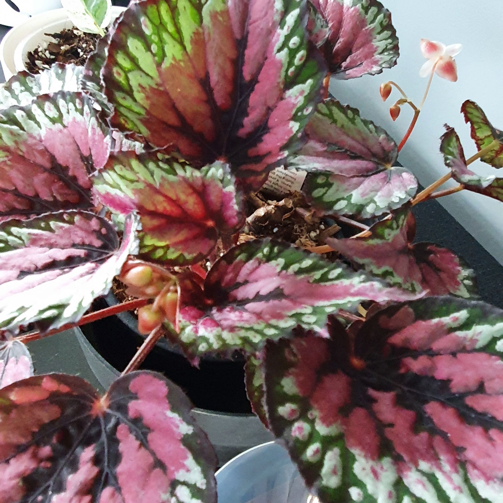 Photo of the plant species Rex Begonia by @KindBucaneve named Sexy Rexy on Greg, the plant care app