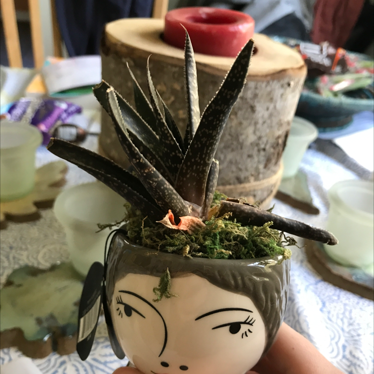 Bredasdorp Gasteria plant in a decorative pot with some leaf browning.