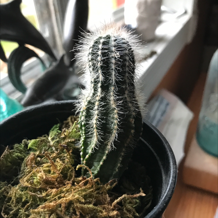 A young Saguaro cactus in a pot with moss-covered soil, placed near a window.