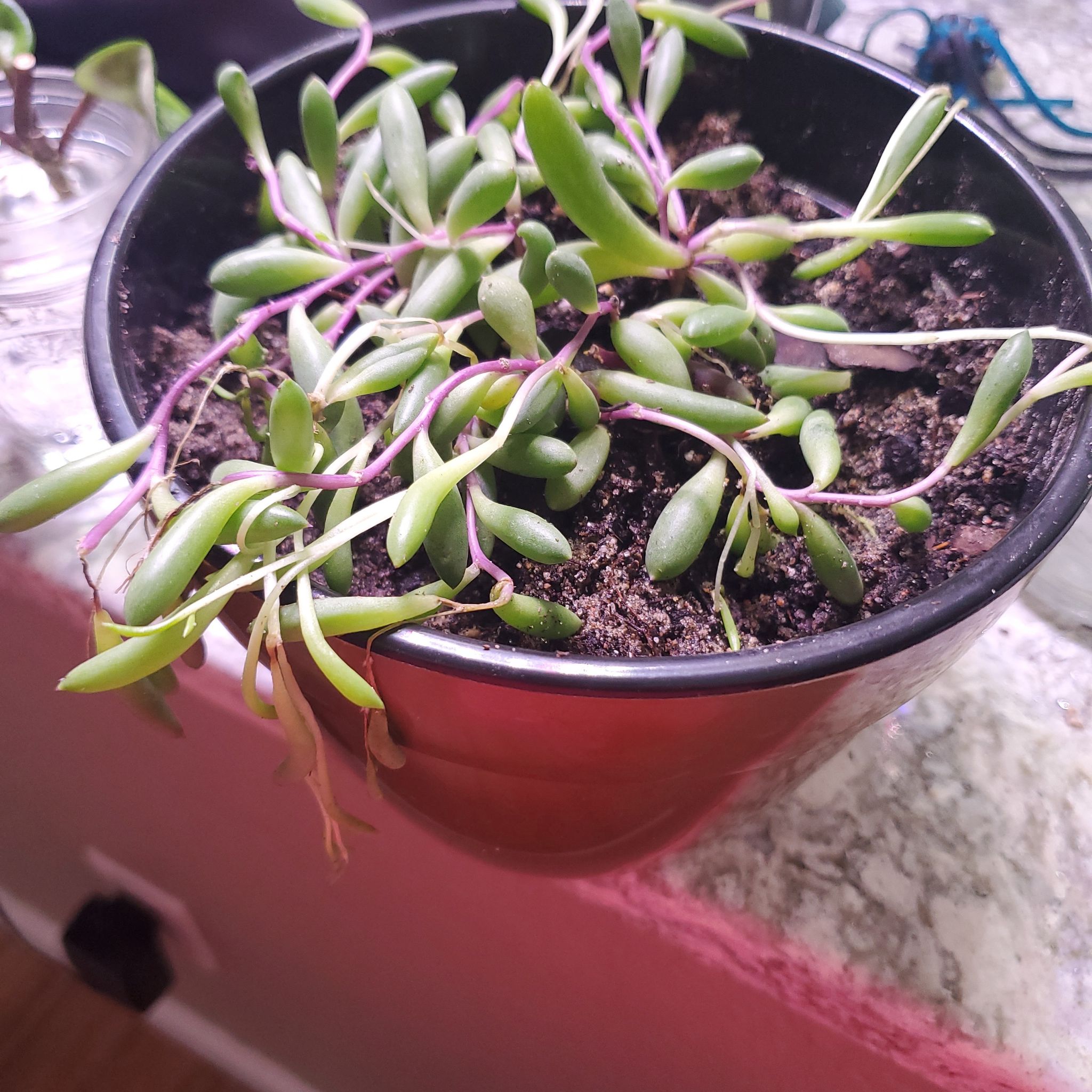 Potted String of Rubies plant with visible soil and some wilting stems.