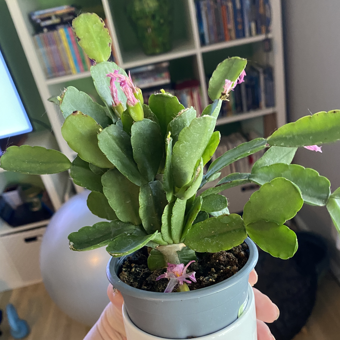 Photo of the plant species Easter Cactus by @Figglebottom named Sweetie on Greg, the plant care app