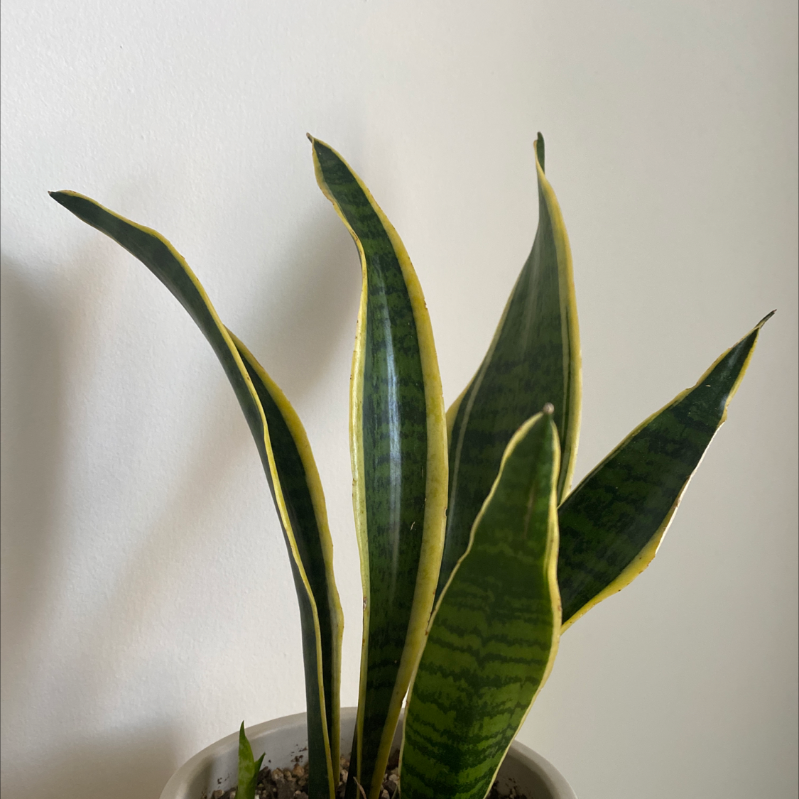 Snake Plant plant photo by @christieray named Helen of the West on Greg, the plant care app.