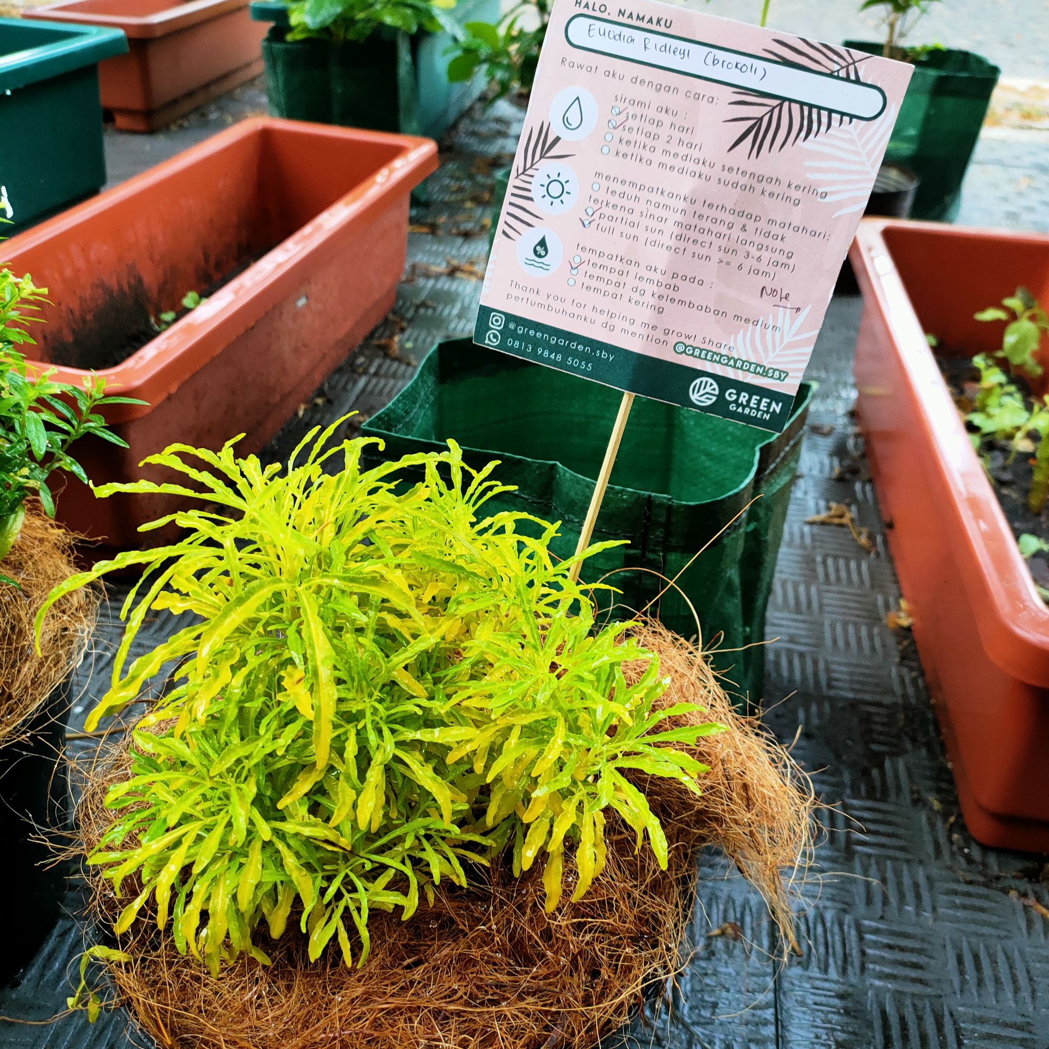 Photo of the plant species san ya ku by @EnduringCardoon named Broccoli on Greg, the plant care app