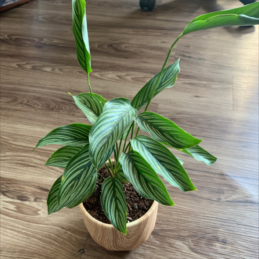 Calathea Vittata plant in a wooden pot with vibrant green leaves and white stripes.