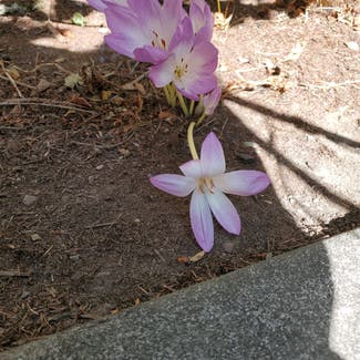 Autumn Crocus plant in Somewhere on Earth