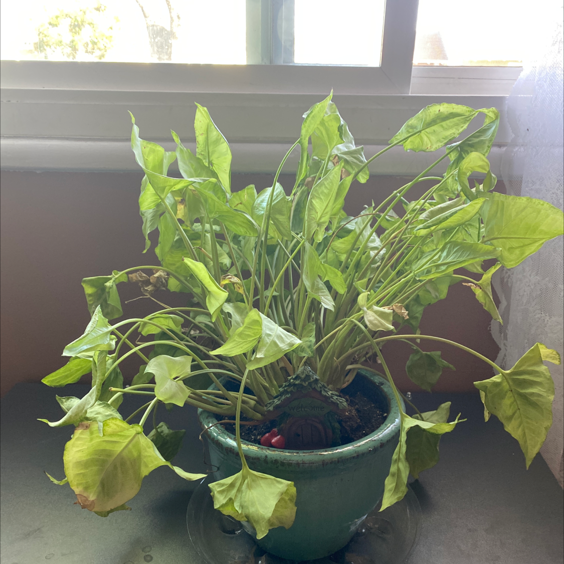 Potted Syngonium 'White Butterfly' plant with yellowing and browning leaves near a window.