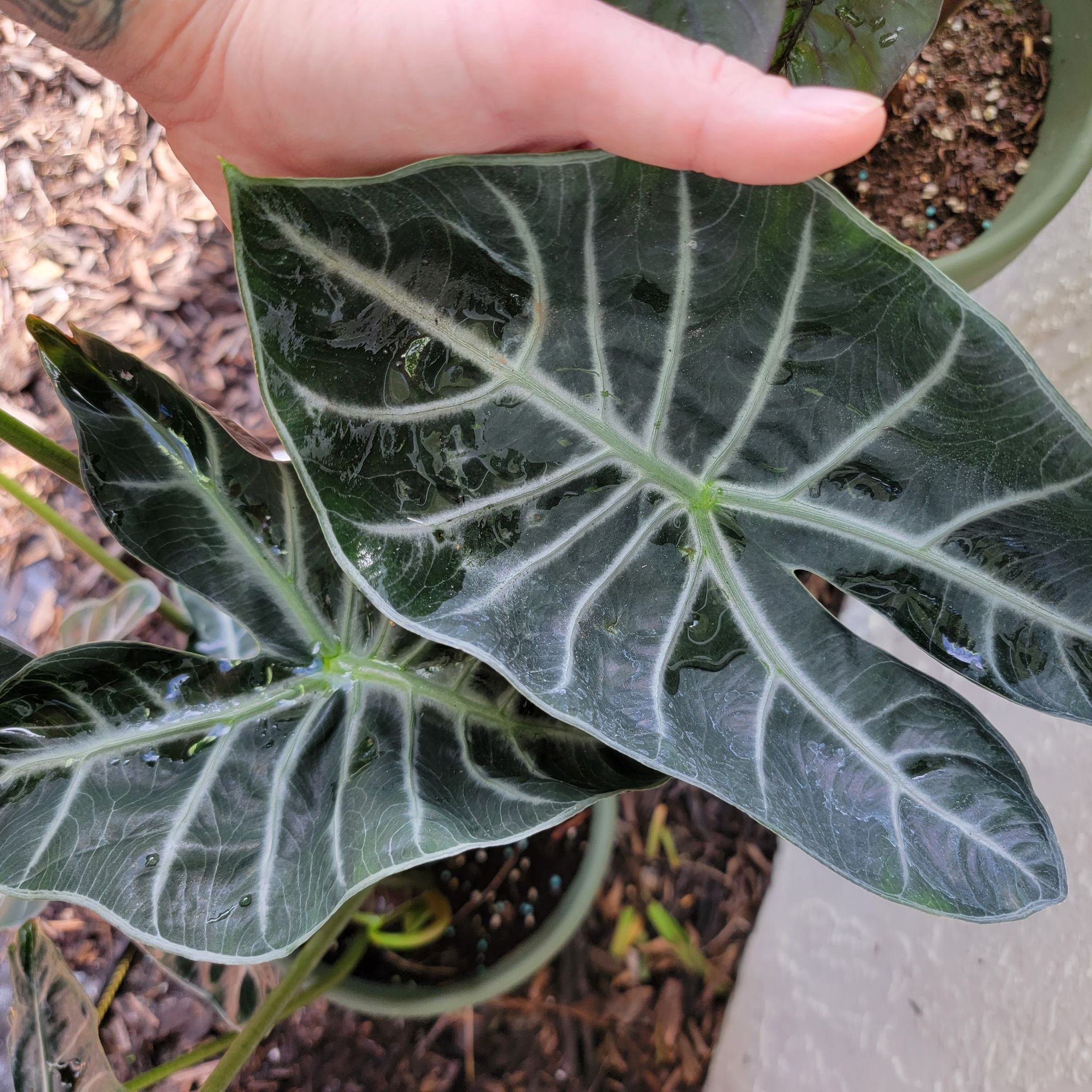 Alocasia longiloba plant with dark green leaves and prominent white veins, held by a hand.