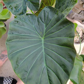 Alocasia 'Regal Shields' plant in Somewhere on Earth