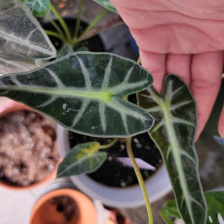 Alocasia 'Bambino' plant in Somewhere on Earth