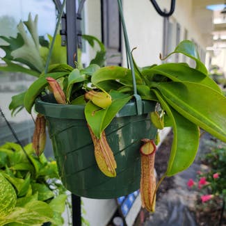Tropical Pitcher Plant plant in Somewhere on Earth