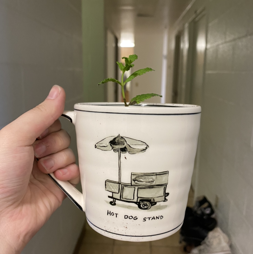 A healthy Mexican Mint plant in a mug with a 'Hot Dog Stand' illustration, held by a hand.