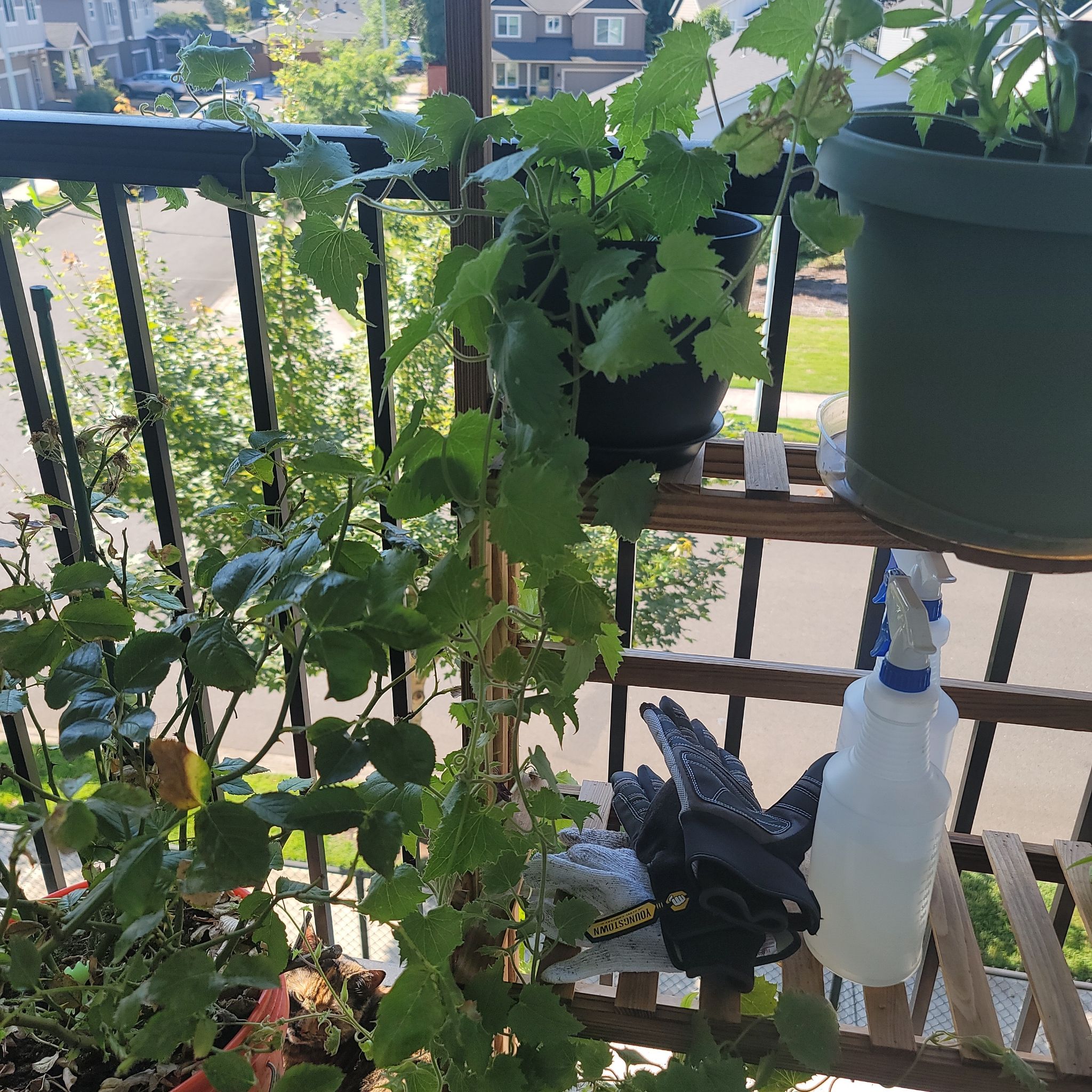 Photo of the plant species Creeping Gloxinia by @TycoonDatepalm named Mexican twist on Greg, the plant care app