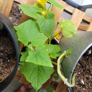 Cucumber plant in Vancouver, Washington