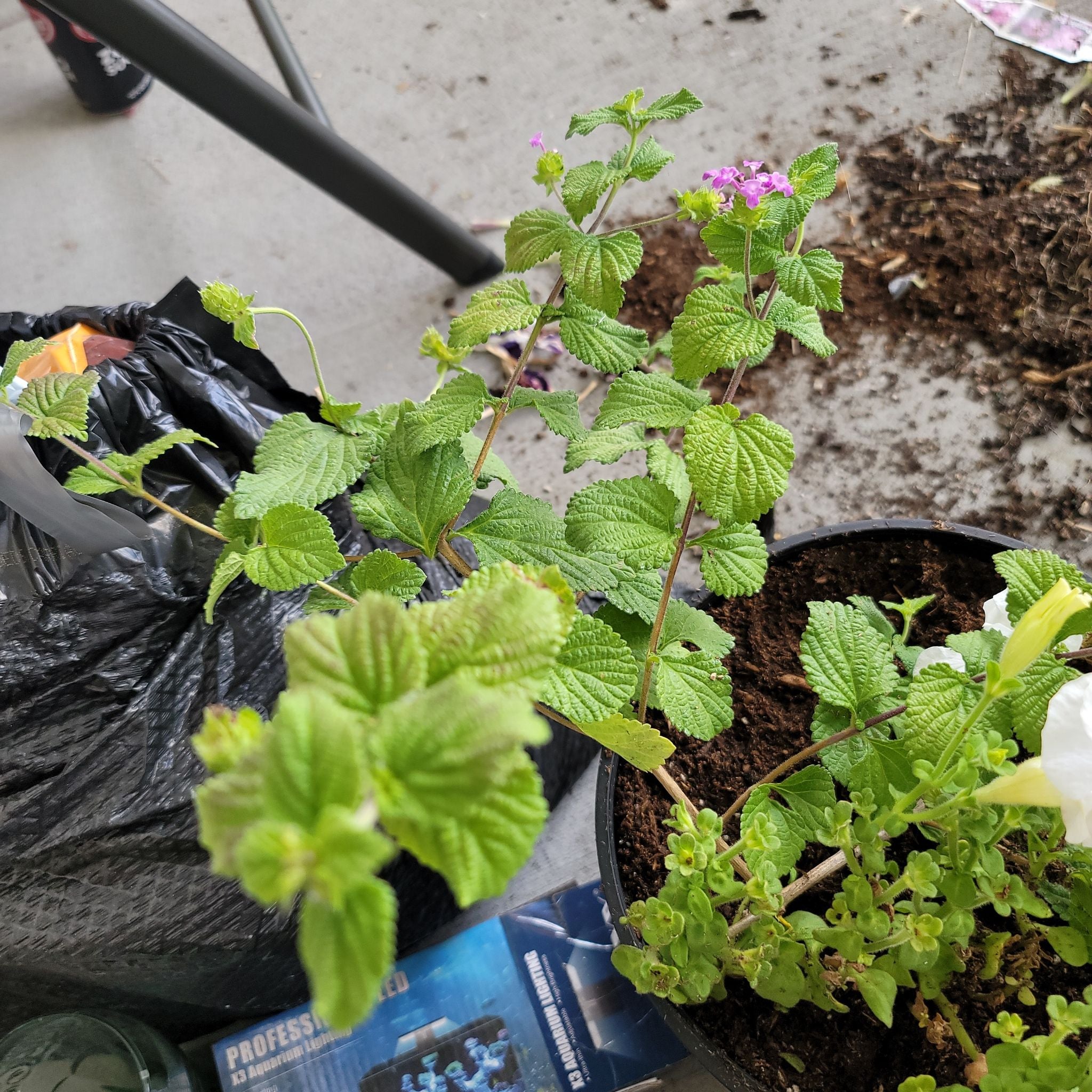 Why Are There Brown Spots on My Trailing Lantana Leaves?