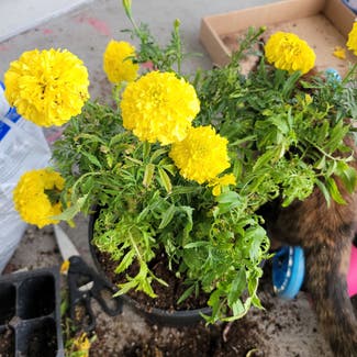 African Marigold plant in Vancouver, Washington
