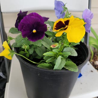 Wild Pansy plant in Vancouver, Washington