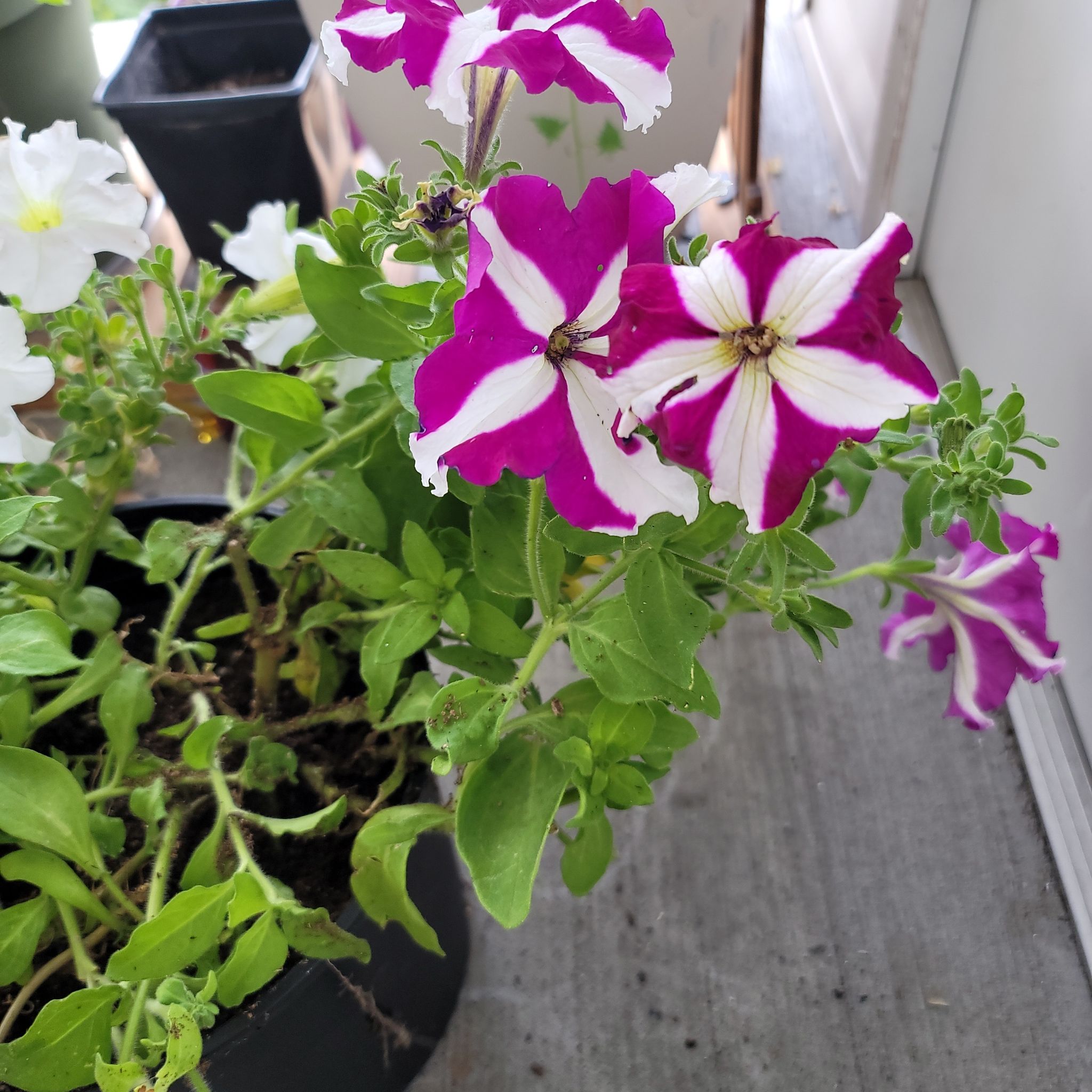 Photo of the plant species Petunia 'hot lips' by @TycoonDatepalm named Kesha on Greg, the plant care app