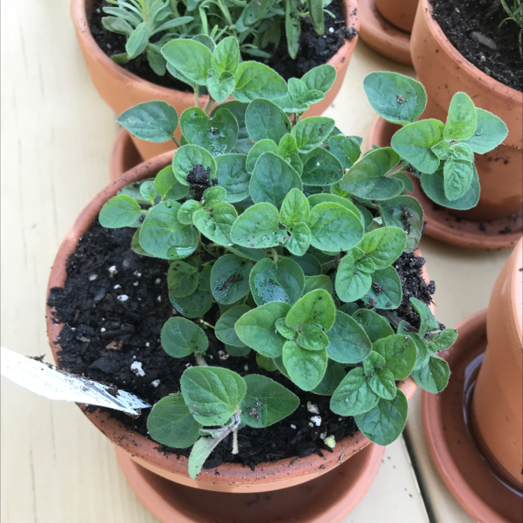 Several small terracotta pots filled with densely packed, healthy green oregano seedlings. The plants have small rounded leaves.
