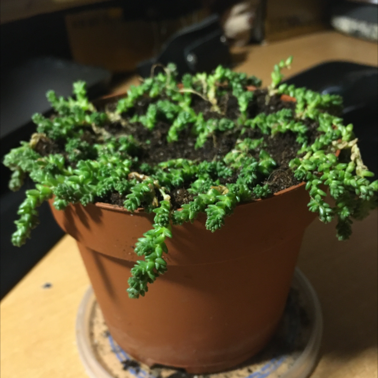 Photo of the plant species Goldmoss Stonecrop by Sonya named Elle on Greg, the plant care app