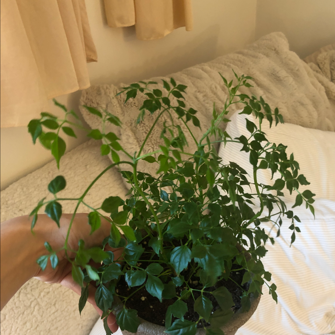 Healthy China Doll plant with lush green pinnate leaves in a ceramic pot, resting on a beige pillow.
