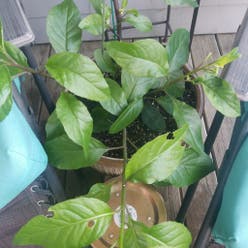 Longevity Spinach plant