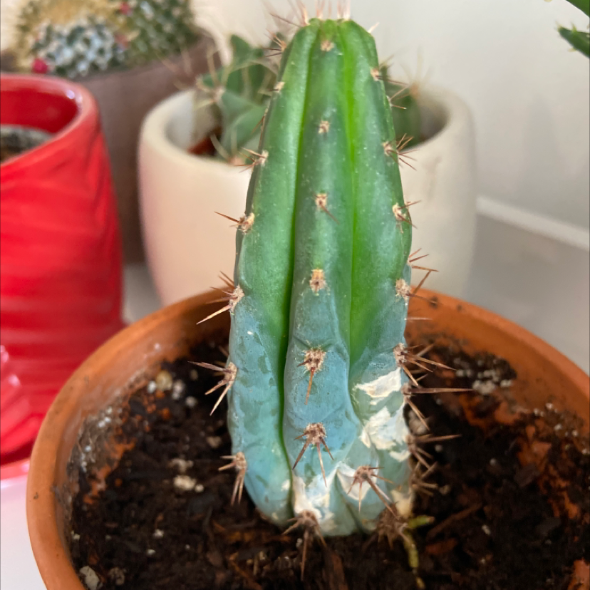 Pleated Cereus cactus in a small pot with some discoloration and visible soil.