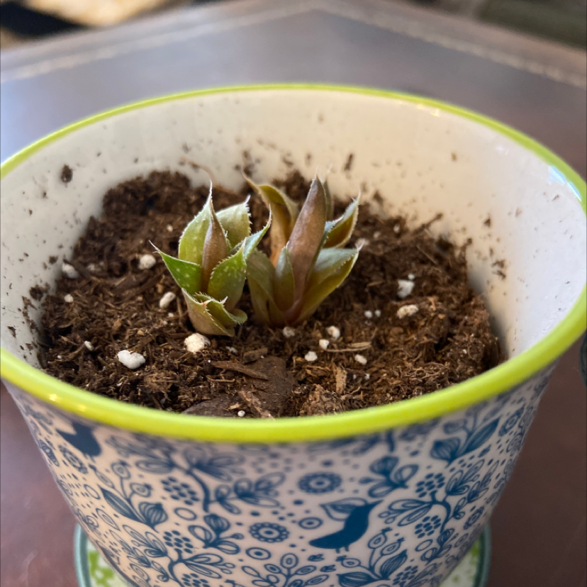 Lace Aloe plant in a decorative pot with visible soil and some leaf discoloration.