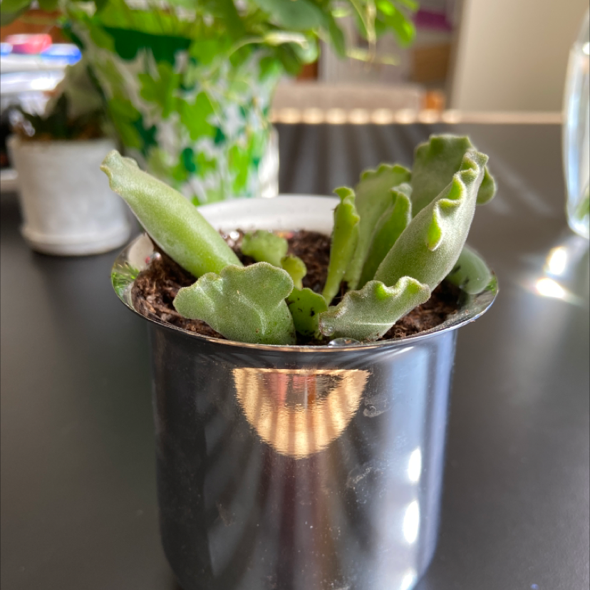 Pillow Feet Crinkle Leaf Plant in a metallic pot with healthy green crinkled leaves.