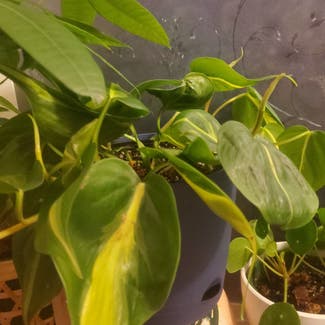 Philodendron Brasil plant in Somewhere on Earth