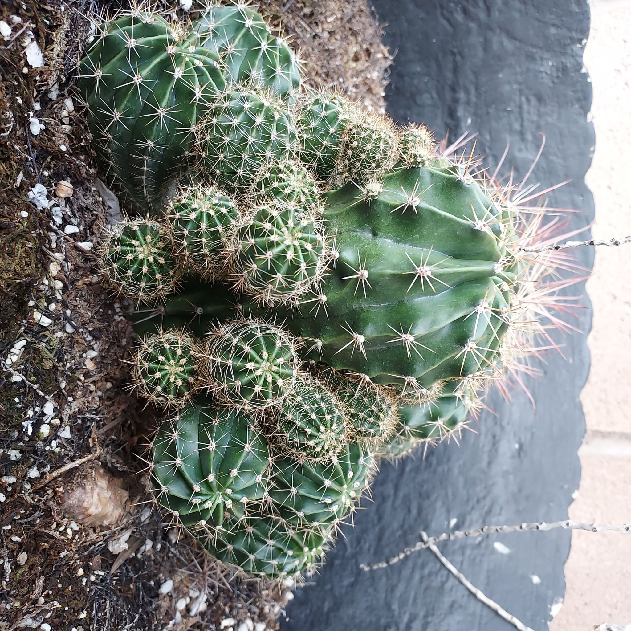 Cluster of Kingcup Cactus with healthy green coloration and prominent spines.