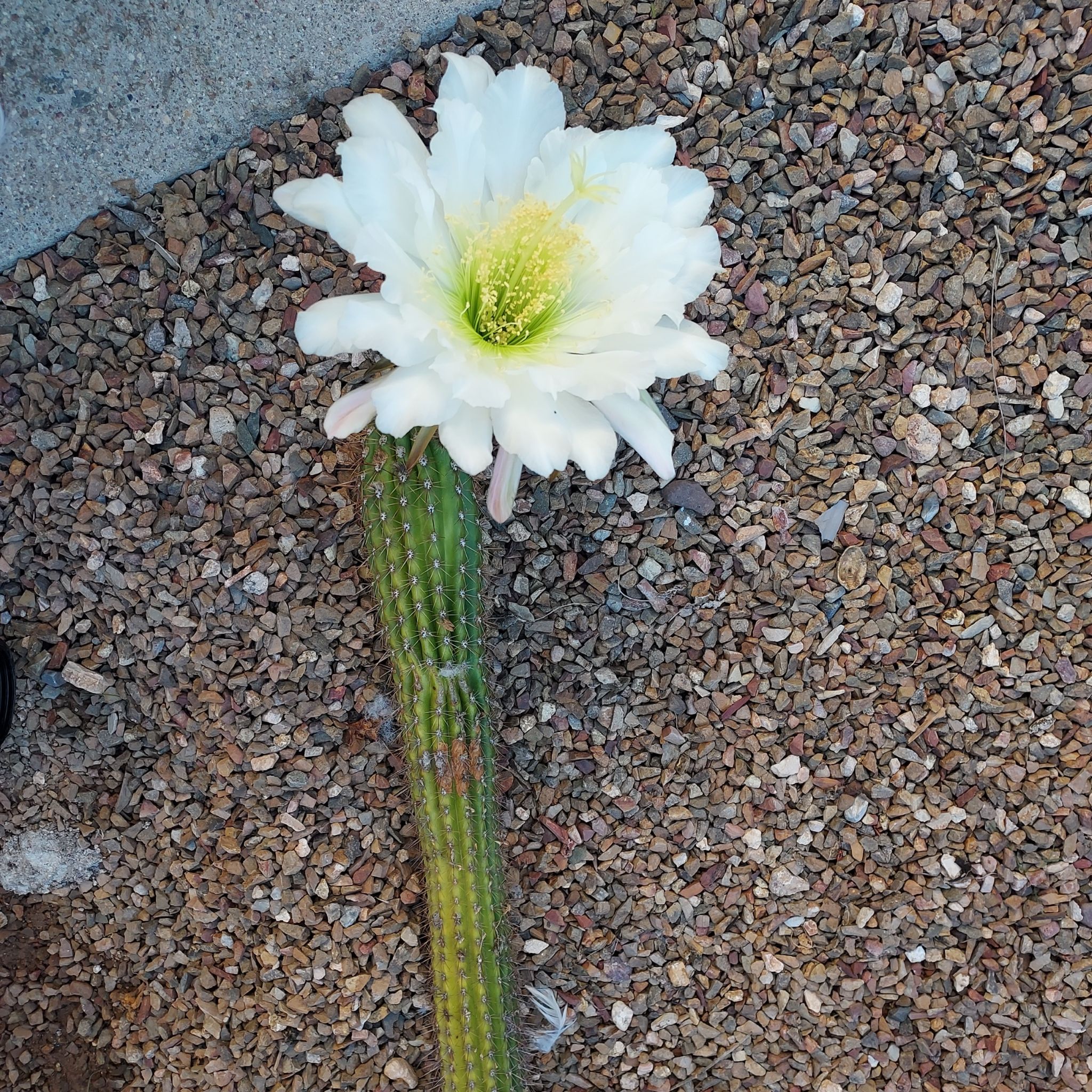 Photo of the plant species Lady of the Night Cactus by @BentonFallugia named Harmony on Greg, the plant care app