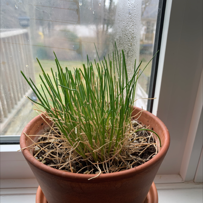 Potted Wild Chives plant on a windowsill with some dried leaves at the base.
