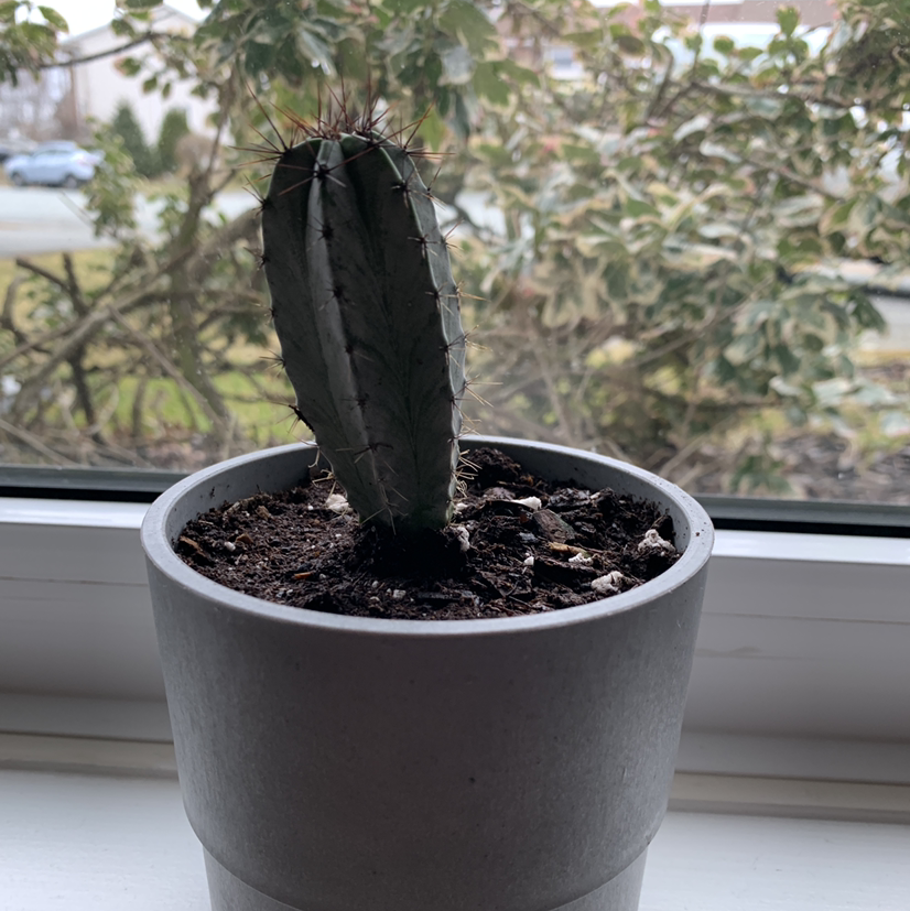 Potted Pleated Cereus cactus on a windowsill with outdoor plants in the background.