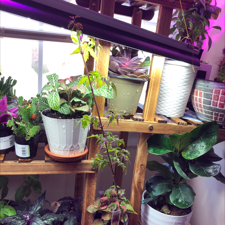 Japanese Maple and various potted plants on a wooden shelf under grow lights.