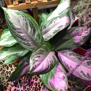 Dieffenbachia plant photo by Stevied named Your plant on Greg, the plant care app.
