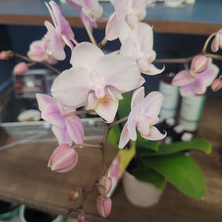 Phalaenopsis Orchid plant in Munising, Michigan
