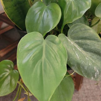 Heartleaf Philodendron plant in Munising, Michigan