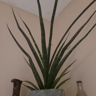 Cylindrical Snake Plant plant in Munising, Michigan