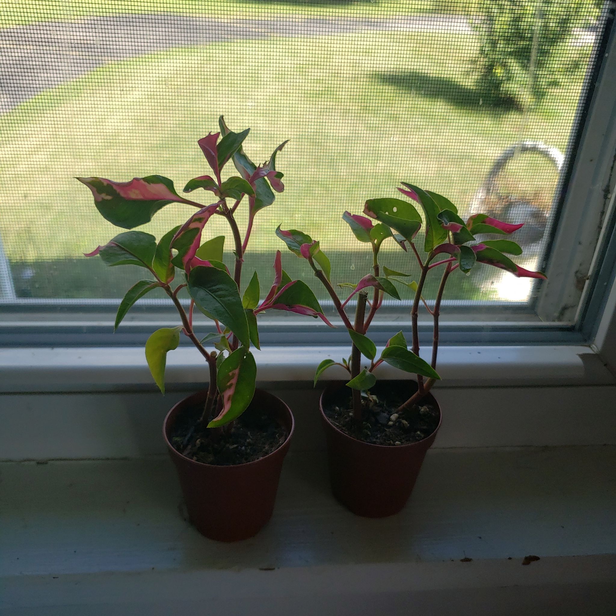 Two small potted Hairy Joyweed plants on a windowsill with green leaves and red edges.
