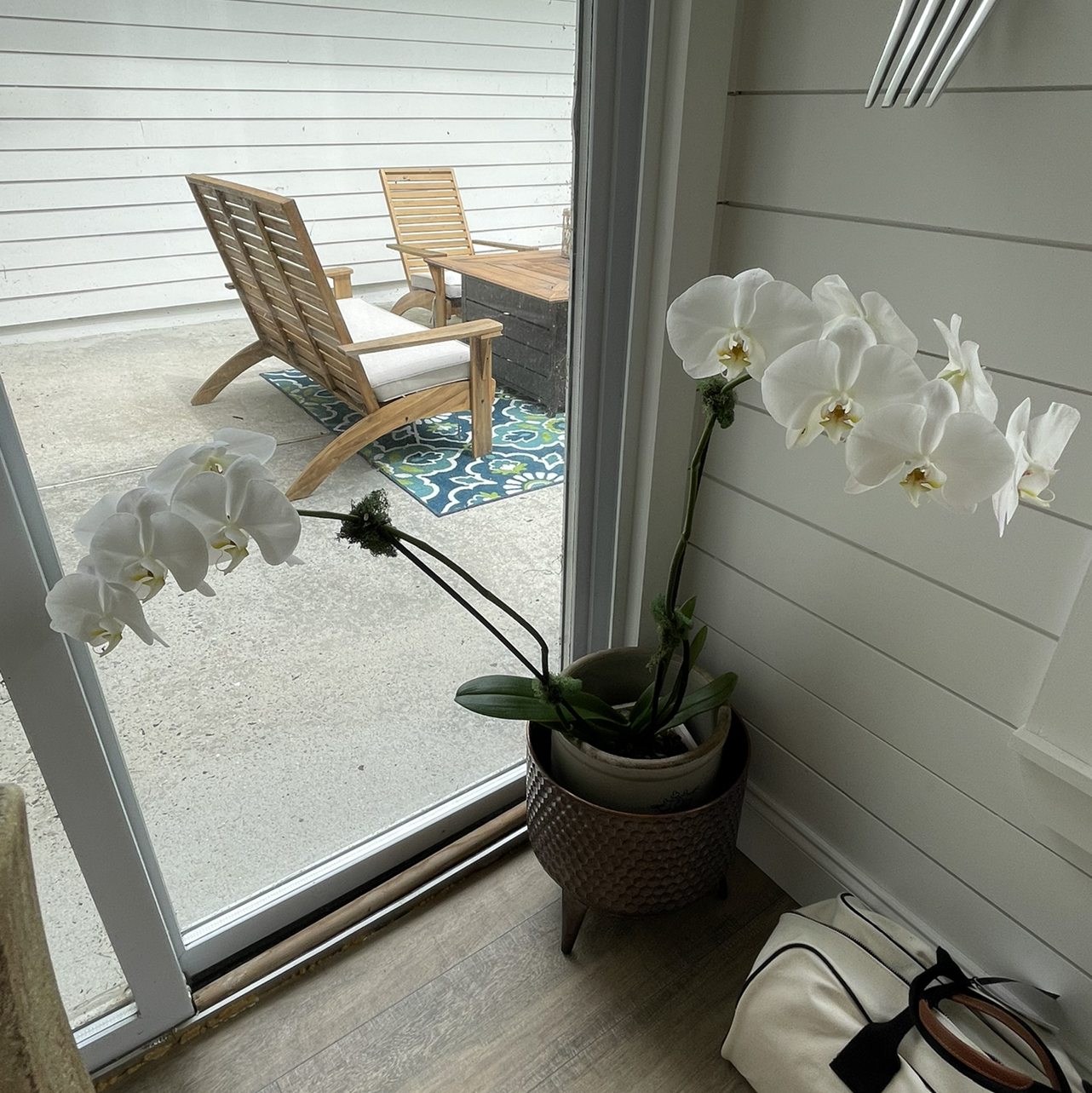 Photo of the plant species Black Velvet Jewel Orchid by @Duffinator named Molly and Arthur on Greg, the plant care app