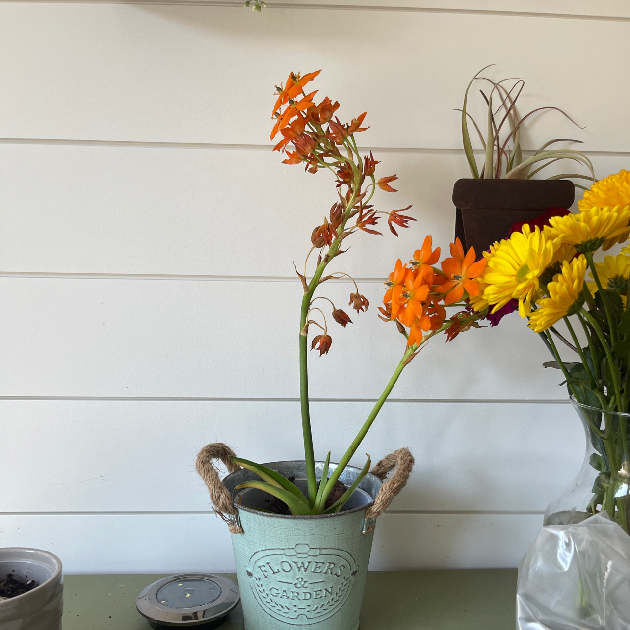 Potted Sun Star plant with bright orange flowers, healthy appearance.