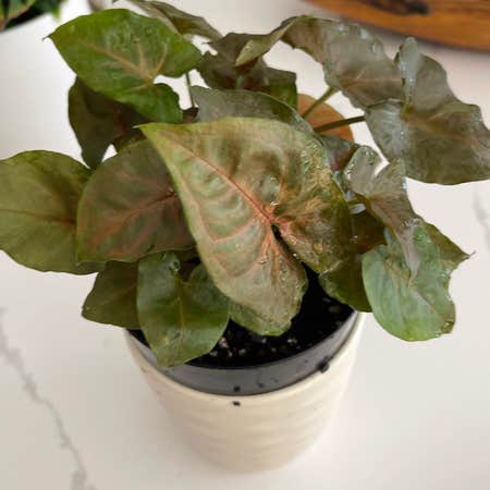 Photo of the plant species Coral Arrowhead Plant by @Duffinator named Dobby on Greg, the plant care app