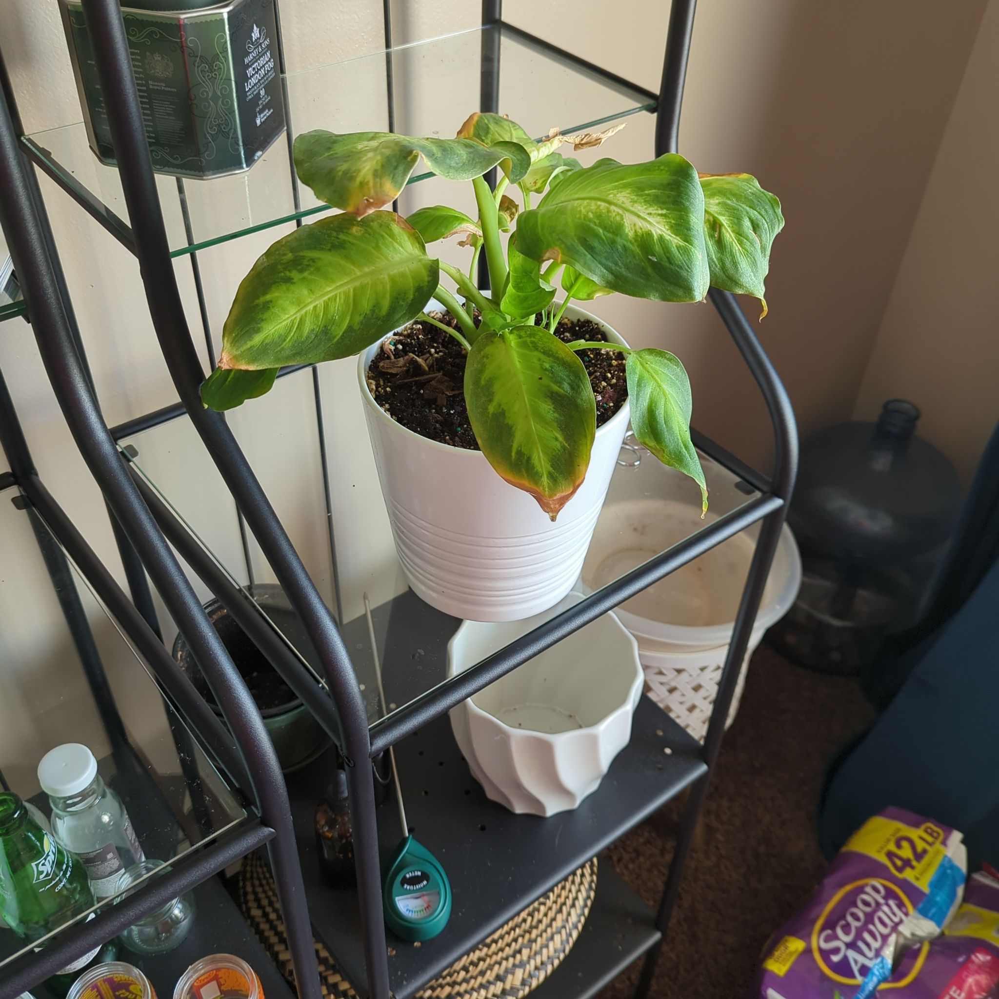 Dieffenbachia 'Tropic Marianne' plant in a white pot on a shelf, with some browning on leaf edges.