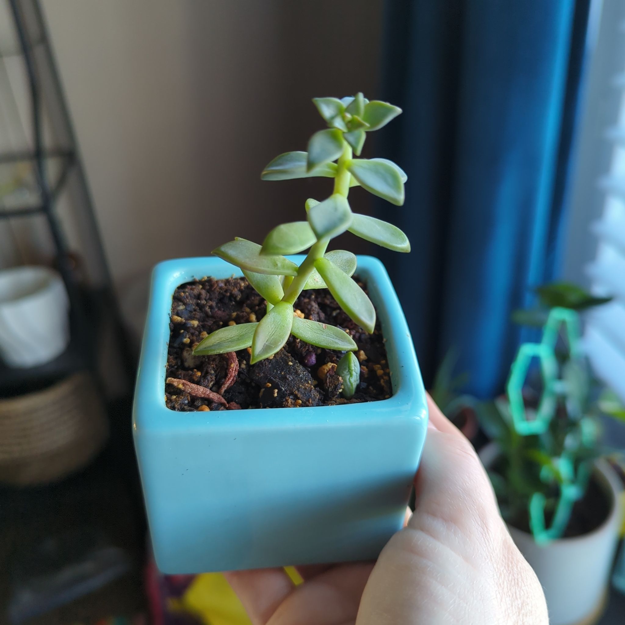 Graptosedum 'Bronze' succulent in a blue pot, held by a hand.