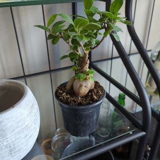 Ficus Ginseng plant in Lee's Summit, Missouri