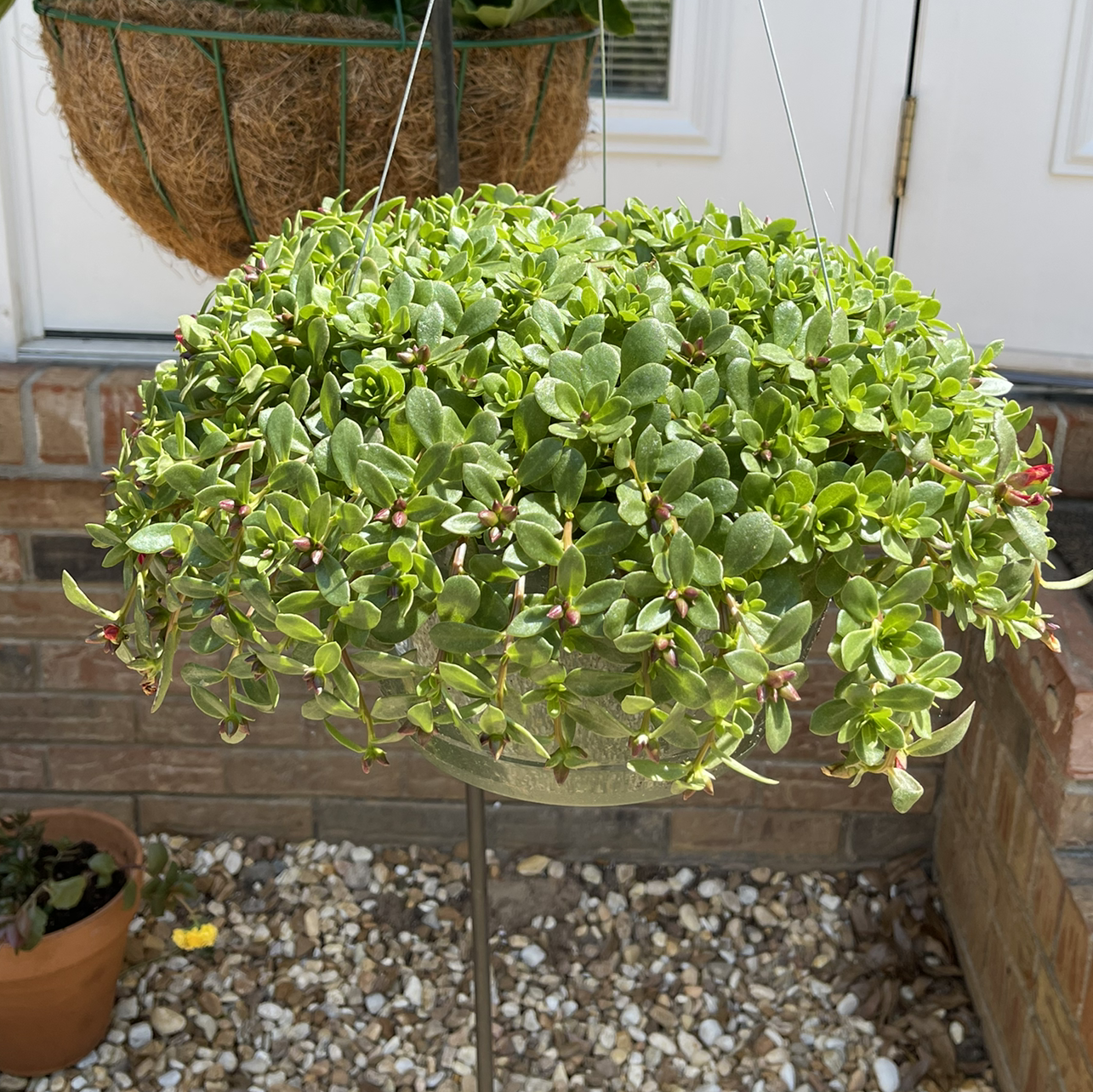 Hanging basket with healthy Wingpod Purslane plant, lush green foliage.