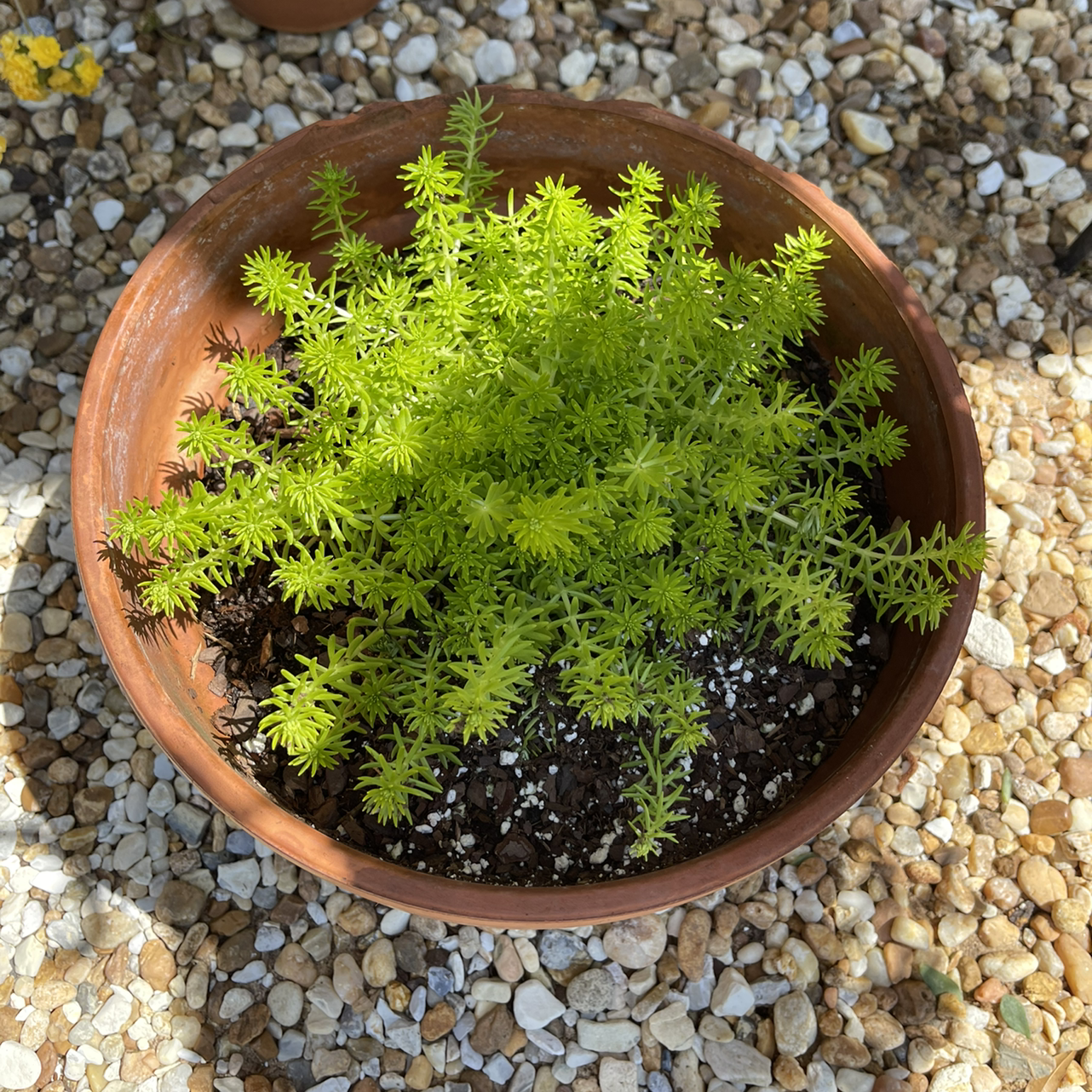 Potted Jenny's Stonecrop with bright green, needle-like leaves on a gravel surface.
