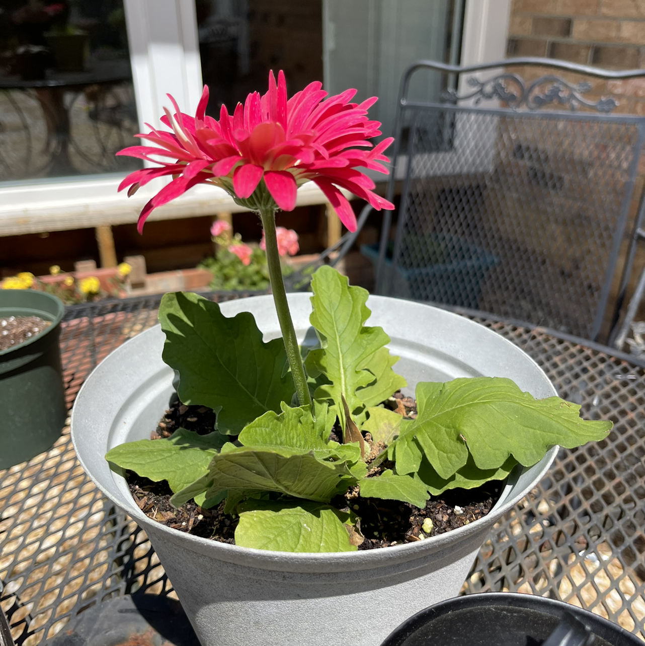 Gerbera plant with a pink flower in a pot on an outdoor table.