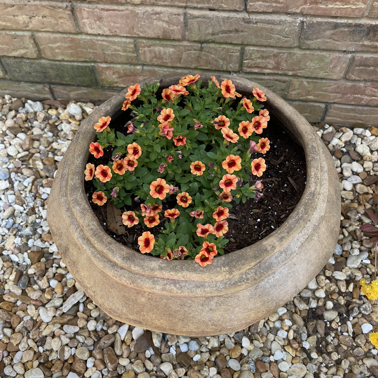 Potted Million Bells plant with numerous small, orange and yellow flowers.
