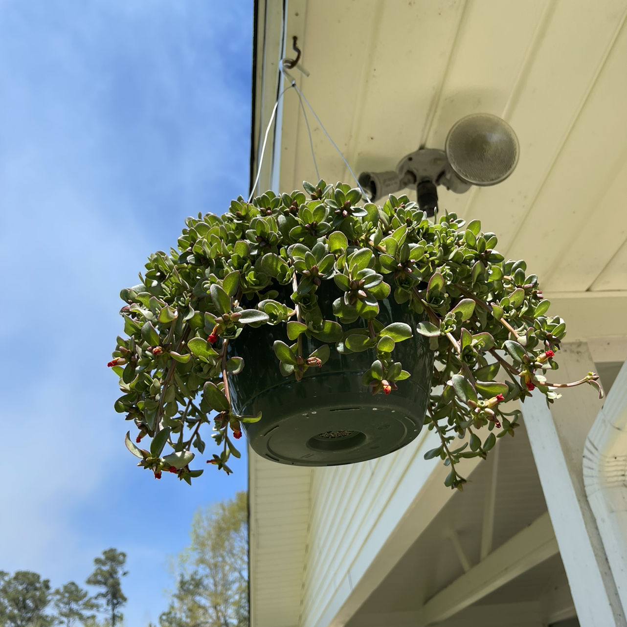 Propagating My Wingpod Purslane: Step-by-Step Guide